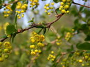 زرشک خوراکی